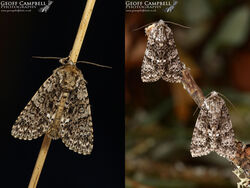 Knot Grass (Acronicta rumicis)