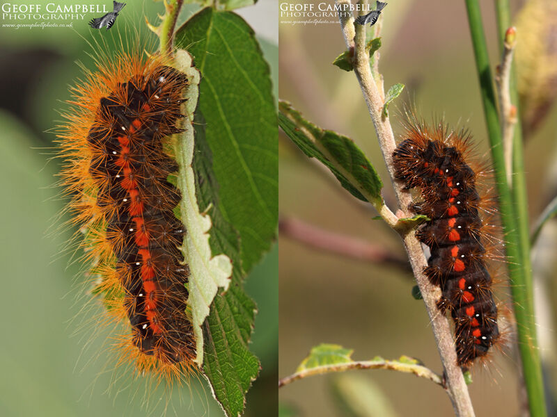 zzzzzLightKnotGrassCat