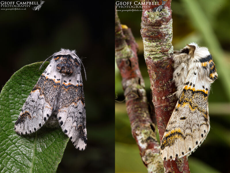 Sallow Kitten (Furcula furcula)