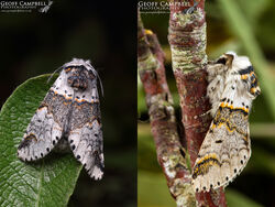 Sallow Kitten (Furcula furcula)