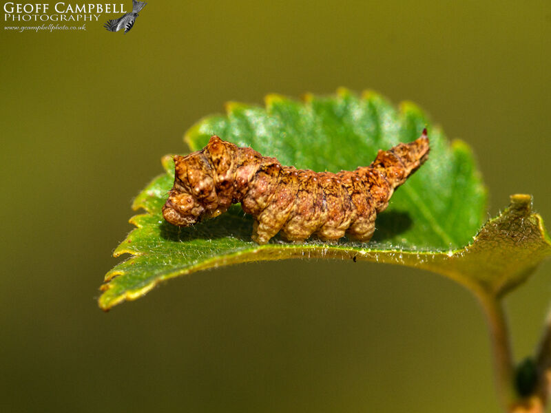 zzzzzScallopedHooktip0822 1Cat