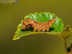 zzzzzScallopedHooktip0822 1Cat