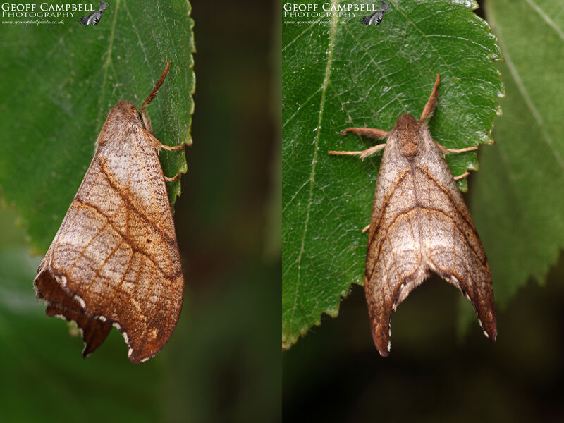 Scalloped Hook-tip (Falcaria lacertinaria)