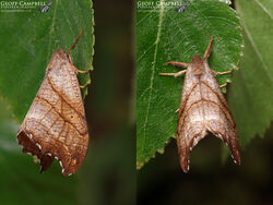 Scalloped Hook-tip (Falcaria lacertinaria)