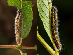 zzzzzSmalChocotipCat