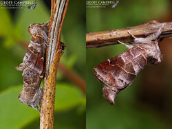 Small Chocolate-tip (Clostera pigra)