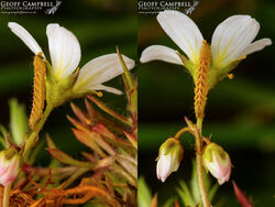 zzzzzYellowringedCarpetCat
