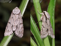 Grey Dagger (Acronicta psi)
