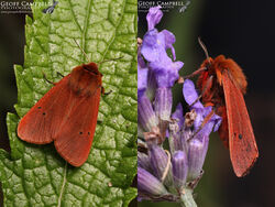 Ruby Tiger (Phragmatobia fuliginosa)