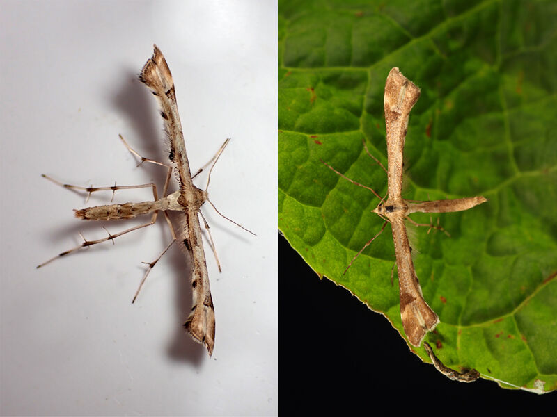 45.004 Platyptilia gonodactyla - Triangle Plume