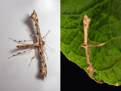 45.004 Platyptilia gonodactyla - Triangle Plume