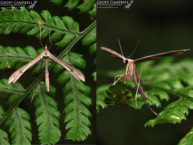 45.013 Stenoptilia bipunctidactyla - Twin-spot Plume