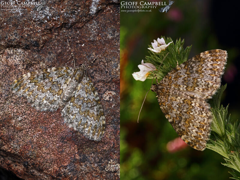 Yellow-ringed Carpet (Entephria flavicinctata)
