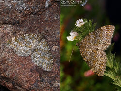 Yellow-ringed Carpet (Entephria flavicinctata)