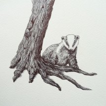 Badger Watch