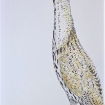 Bittern