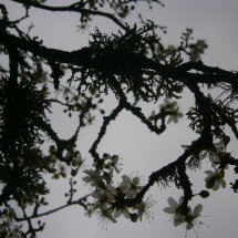 Blossoms Of Lichen