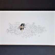 Buff-tailed bumblebee and clover