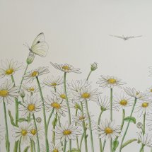 Butterflies and Ox-eye Daisies
