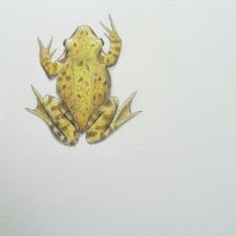 Common Frog