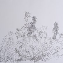 Dandelions and Dead-nettle