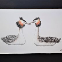 Great crested grebes