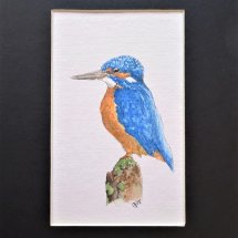 Kingfisher