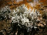 Lichen