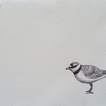 Little Ringed-Plover