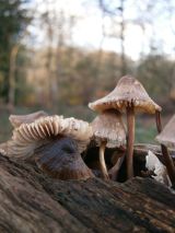 Fungi on an Old Tree Stump