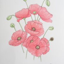 Poppies