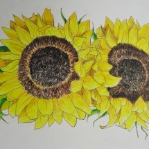 Sunflowers