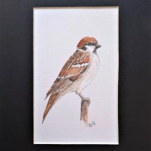 Tree Sparrow