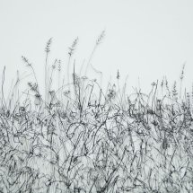 Verge (detail)