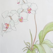 White Orchids