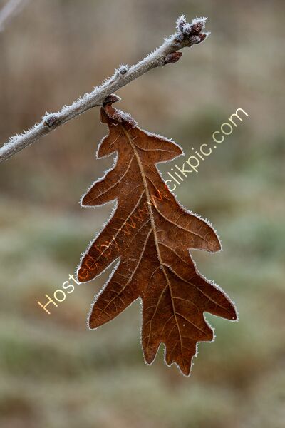 Frosty leaf
