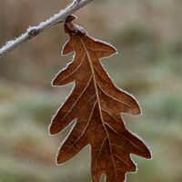 Frosty leaf