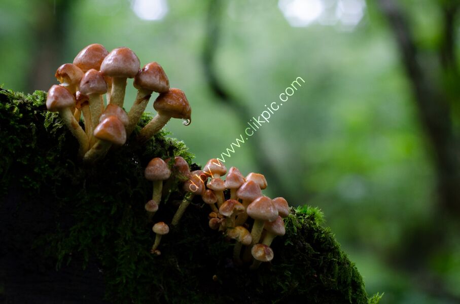 Quantock mushrooms