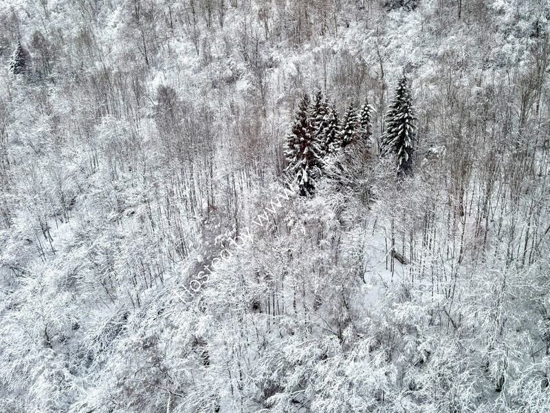 Frost Forest, Norway
