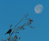 Crow moon