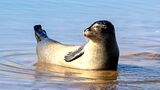 Seal in Norfolk