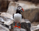 Puffin