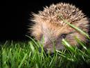 Hedgehog