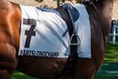 Horse at Longchamp