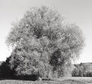 Willows