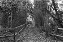 Horsebridge (2)