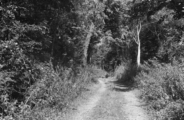 Linkenholt (1)