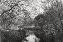 Willows 2065-5
