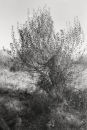 Willows 2076-2