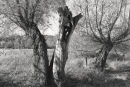 Willows 2076A-3